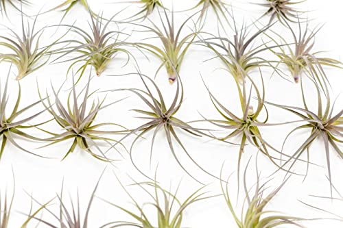 Air Plants The Inca Collection - Live Succulent House Plants - Available in Wholesale and Bulk - Home and Garden Decor - Easy Care Indoor/Outdoor Air Plant (Pack of 6) - view 3