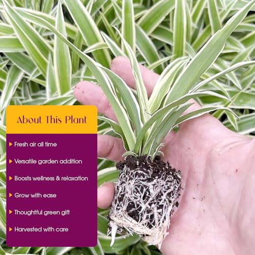 Spider Plant Variety Pack 4 Live Plants Ocean Hawaiian Green Bonnie - view 4