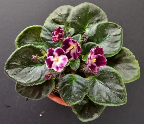 African Violet Plant Potting Soil Mix Peat Moss & Perlite (½ Gallon / 2 quarts) (Pack of 2) - view 6