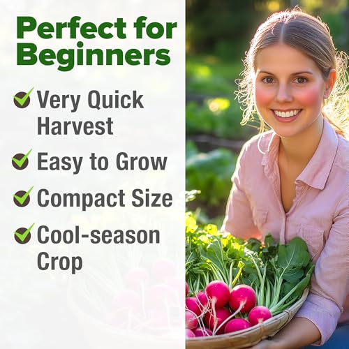 𝗨𝗦𝗔 𝗣𝗥𝗘𝗠𝗜𝗨𝗠 Cherry Belle Radish Seeds 800 & Tendersweet Carrots Seeds 2 Pack 6000 - view 5