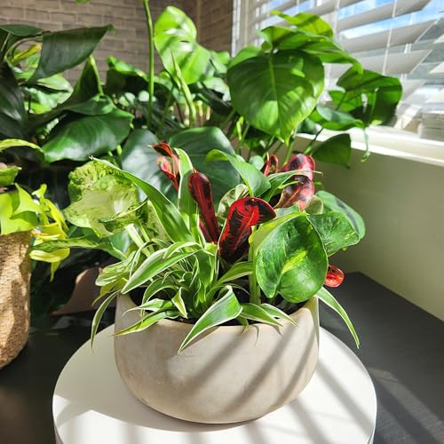 Easy to Grow Houseplants (6PK), Live House Plants in Plant Containers, Growers Choice Plant Set in Planters with Potting Soil Mix, Home Decor Planting Kit or Outdoor Garden Gifts - view 2