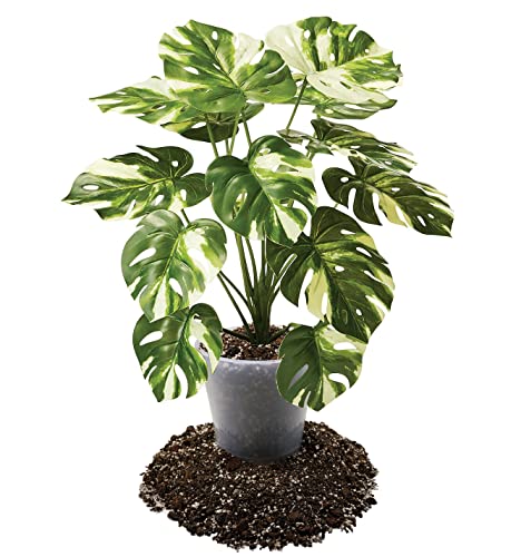 Premium Aroid Potting Mix - Soil Free Blend for Aroids - Growing Medium for House Plants - (1 Quart Bag) - view 2