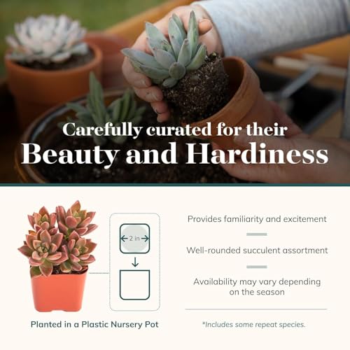Spring Beauties Bulk Succulent Plant Pack – Live Mini Succulent Plants, Bright Colorful Mix, Easy Care Houseplants – Gardening, Terrariums, Gifts & Party Favors, 2" Pots - view 3