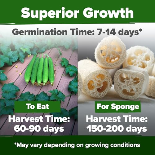 Luffa & Zinnia Dahlia Seed Pack – 564+ Heirloom 𝗡𝗢𝗡-𝗚𝗠𝗢 USA Seeds | Grow Loofah Sponges & Colorful Pollinator Flowers | Easy Garden Kit for DIY & Outdoor Planting - view 4