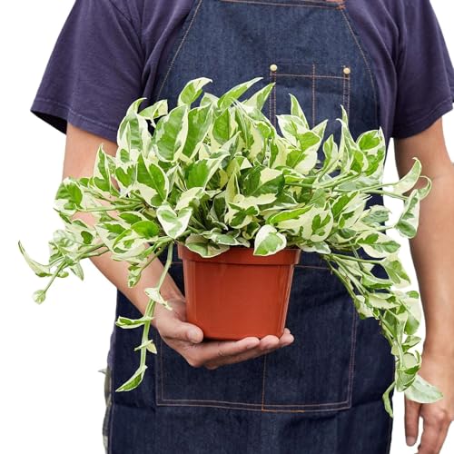Pothos 'N'joy' Live Plant for Indoor | Houseplants in 4'' & 6'' Pot - view 2