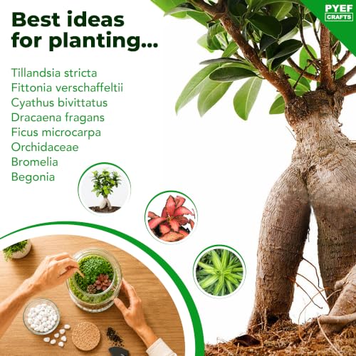 Terrarium Kit for Plants DIY - view 7