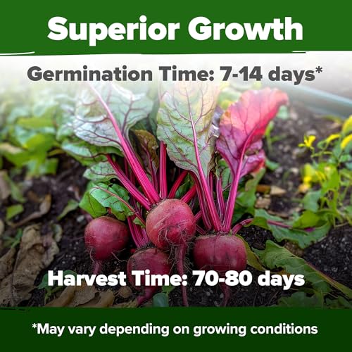 Carrot & Beet Seeds Bundle – 6000 Tendersweet Carrot + 1000 Detroit Dark Red Beet Seeds – 2 Pack Each – Non-GMO, Heirloom Vegetable Seeds for Outdoor Planting, High Germination - view 5