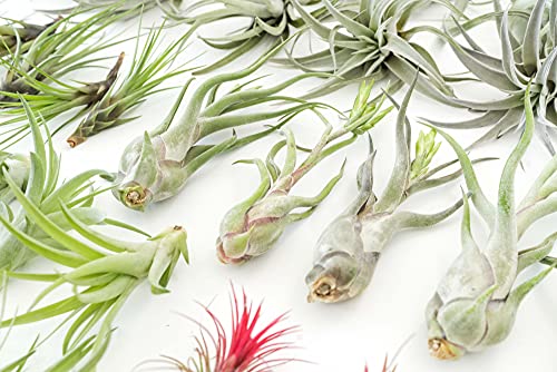 48 Air Plant Variety Pack - Live Tillandsia Succulent House Plants - Wholesale and Bulk - Home and Garden Decor - Easy Care Indoor and Outdoor Plants - view 5