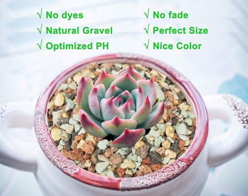 5lb Mix Pumice Lava Rocks, Soil Amendment for Bonsai & Succulents - view 4