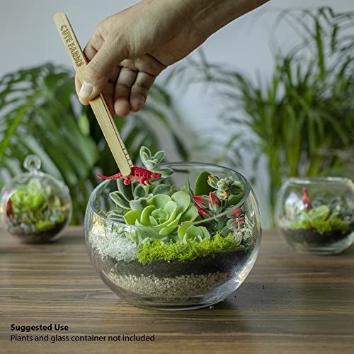 Terrarium Starter Kit | Moss, Vermiculite, Soil, Pebbles, Plant Food, Finishing Tools, Build and Care Guide | DIY Succulent Terrarium for Adults and Kids (Large) - view 2