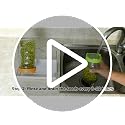 Seed Sprouting Jar Kit with Mung Beans 2.9oz, 2 Large Wide Mouth Mason Jars with Sprouting Lids, Blackout Sleeves, Drain Tray, Sprouts Growing Kit for Growing Bean, Alfalfa, Radish Sprout Seeds - view 7
