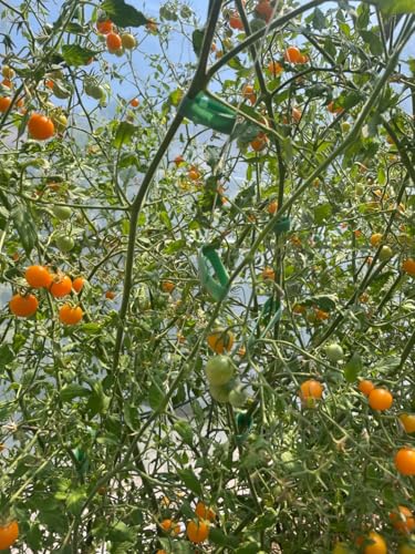 60PCS Green Reusable Adjustable Garden Cable Ties, Plant Support 6x1/2 inch - view 6