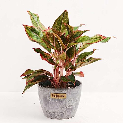 Chinese Evergreen Red Siam Live Plant | Houseplants in 4'' & 6'' Pot - view 3