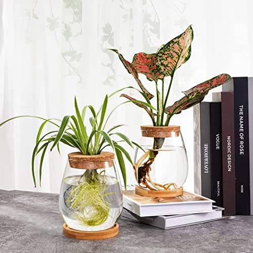 2 Pcs Glass Plants Propagation Stations for Home Office Decor - view 3