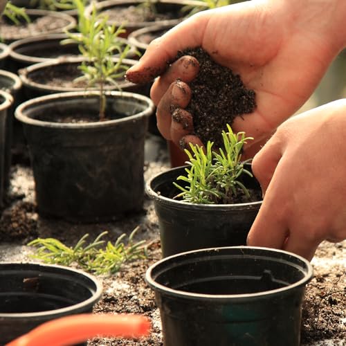 Bonsai Soil Mix 1qt Ready to Use, Organic Bonsai Tree Soil Fits for Small Bonsai Pot, Suitable for Bonsai Seedling, Repotting, or Bonsai Starter Kit - view 5