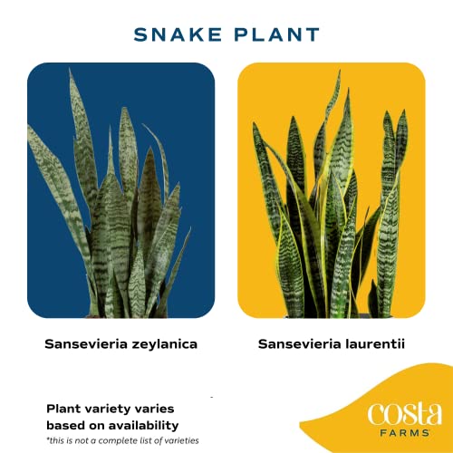 Live Succulents in White Planter Pots (3 PK), Live Succulent Plants Live Plants & Costa Farms Live Snake Plant, Easy Care Houseplant in Indoor Garden Plant Pot, Grower's Choice House - view 7