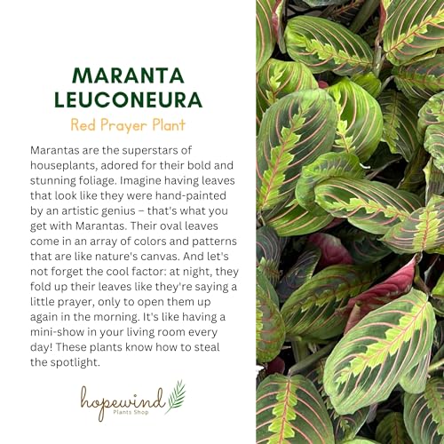 Red Prayer Plant, Red Maranta, Gorgeous Live Indoor Plant, Easy to Care and Rare Variety 4 inch Pot - view 5