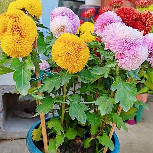 120PCS Plant Support Clips, Gentle Flower Plant Clamps for Supporting Vine Climbing Plants, Gardening Lever Loop Gripper Clips Help Stems Vines Grow Straight Upright - view 5