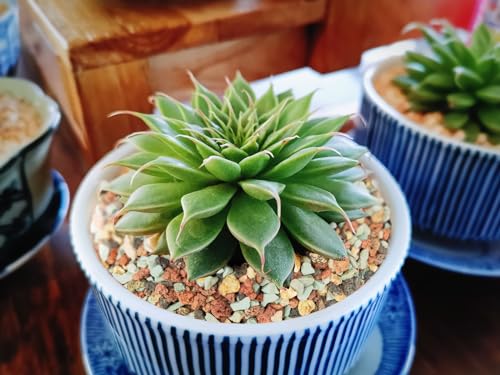 5lb Mix Pumice Lava Rocks, Soil Amendment for Bonsai & Succulents - view 6