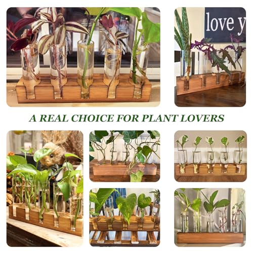 Plant Propagation Station, Plant Terrarium with Wooden Stand - view 5