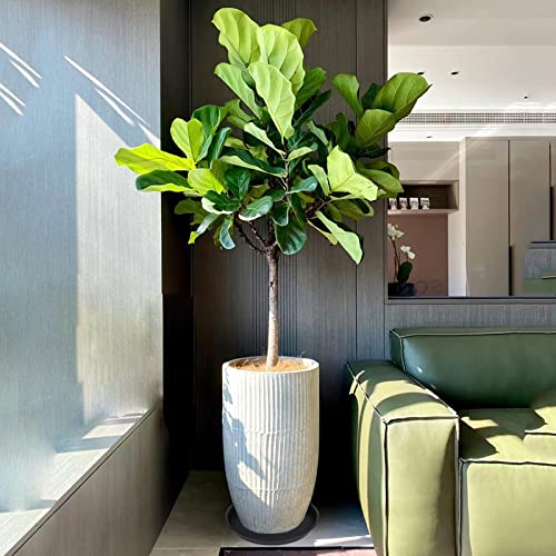 6 Pack 10 inch Plant Saucer, Heavy Duty Plastic Plant Saucers 10 inch Round, Durable Plant Tray for Pots, Flower Saucers for Indoors, Plant Pot Saucers, Trays for Planter 8"/9"/10" (Black) - view 3