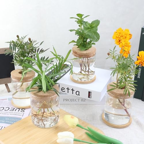 Plant Propagation Station,Hydroponic Glass Container Vase 2 Sizes Planter Propagated Jars for Desks, Houses, Garden Decorations,Home Kitchen Decorations and Gifts cu.20.5 (6pcs) - view 5