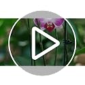 12 Pack Plant Support Stakes with 24 Pcs Plant Clips, Garden Single Stem Support Stake, Plant Cage Support Ring for Indoor Outdoor Flowers Rose Amaryllis Tomatoes Peony Lily Orchid (16 Inch) - view 7