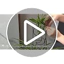 15.94Inch Plant Trellis for Climbing Plants Indoor Outdoor - view 7