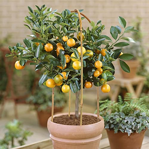 20 Pack Bamboo U Trellis Support, 16 Inch U Loop Plant Stake Arch Garden Trellis for Potted Plants, Climbing Flowers and Vines, Ivy, Outdoor Planting - view 5