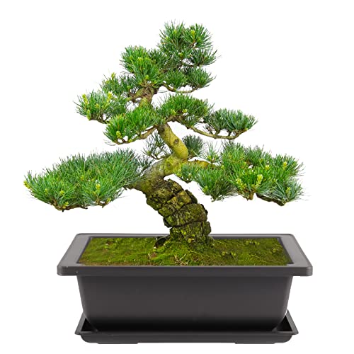 20 PCS 9 Inch Bonsai Training Pots, Rectangular Bonsai Plants Growing Pot with 20 Humidity Trays and Drainage Built-in Mesh for Garden, Yard, Office, Porch, Balcony, Home Decoration - view 6