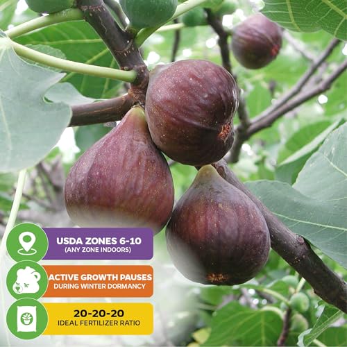 Beer's Black Fig Tree (Dwarf Habit) Live Plant - Ficus carica 'Beer's Black' - - Cold-Hardy Fig, Dwarf Fig Tree, Compact Fig Plant - Fruit Bearing Starter Tree - view 5