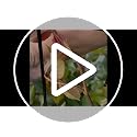 32" Metal Plant Trellis, Climbing Plant Support, 4 Pack Black - view 7