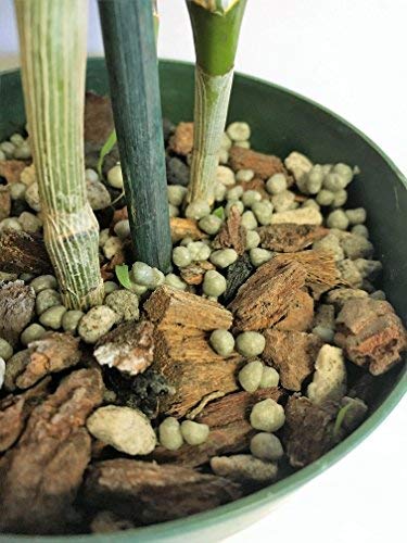 Potting Soil with Perlite, peat Moss, Coconut, Charcoal and Orchid bark for Cattleya Dendrobium Oncidium All Natural Orchid bark Potting Mix for Potting Soil Indoor Plants - view 3