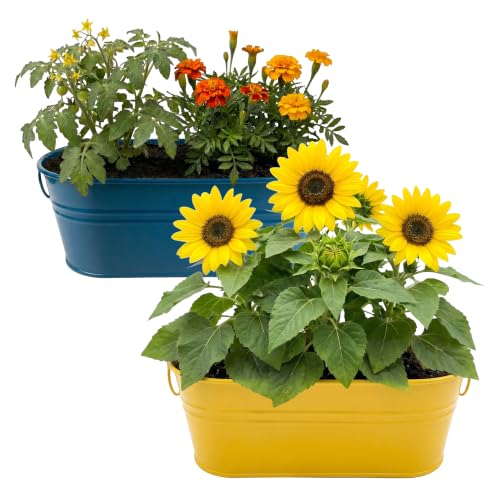 2 Pack Sunflower and Marigold Cherry Tomato Indoor Grow Kits with Yellow and Blue Planters, Non-GMO Seeds and Growing Medium, Windowsill Gardening Gift for Beginners - view 2