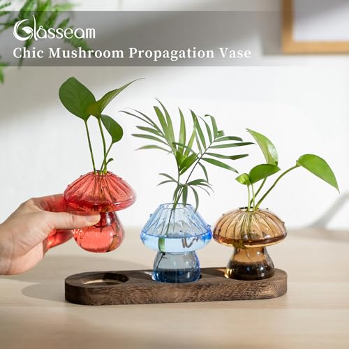 3Pcs Mushroom Propagation Station: Glass Terrarium Jar for Plants - view 4
