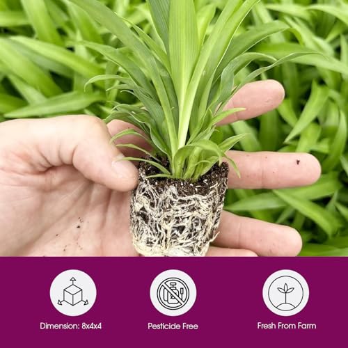 Spider Plant Variety Pack 4 Live Plants Ocean Hawaiian Green Bonnie - view 2