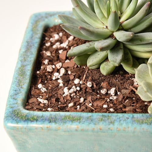 Succulent & Cactus Soil, 8 qt, Organic Potting Mix - view 6