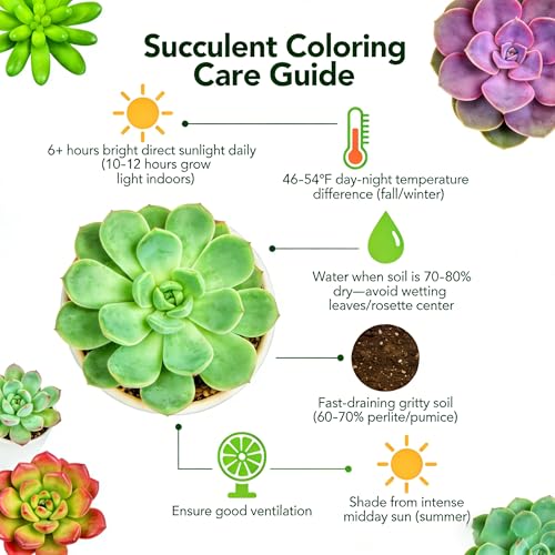 30 Live Succulent Plants, 6 Assorted Varieties of Real Succulents Potted in 2" Starter Pot with Soil Mix, Rare Small Indoor House Plants for Home Garden Wedding Decor Party Favor - view 5