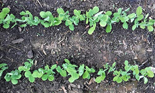 We are the Original Seed-in Soil Digger and Soil Spacer for Planting Seeds/Patent Pending/Original USA Design and Company - view 6