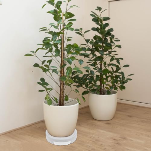Plant Tray and Built-in Water Container with Wheels for Potted Plants - view 6
