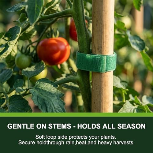 Plant Tape – Reusable Hook and Loop Plant Ties for Climbing Plants, Adjustable Garden Tape for Tomatoes, Vines & Indoor Plants | Nylon, 0.47 in Wide | 2 Rolls, 98ft - view 4