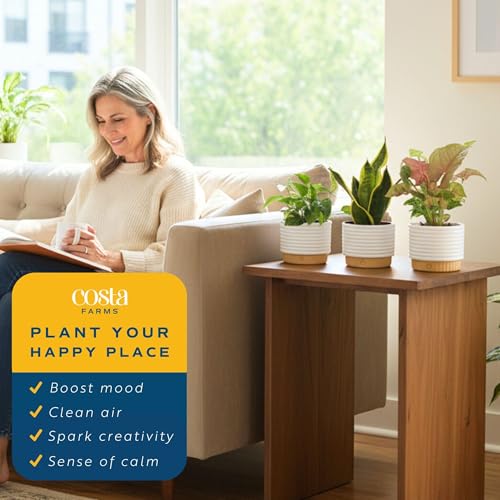 Live Indoor Plants Starter Collection, 4-Inch Pots, 3-Pack - view 5