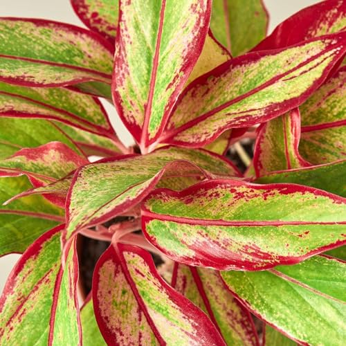 Chinese Evergreen Red Siam Live Plant | Houseplants in 4'' & 6'' Pot - view 5