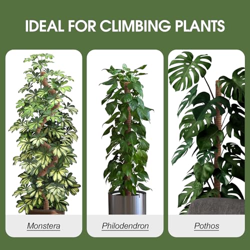3 Pack Moss Pole 50 Inch Monstera Plant Sticks Support Tall Long Stakes - view 3