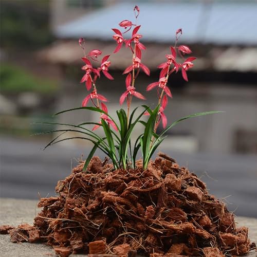 Coco Husk Chips Coconut Substrate for Garden Potting Soil Coconut Brick for Indoor Outdoor Flowers Plants Compressed Low EC Coco Husk Mulch for Garden Coconut Substrate for Reptiles - view 7