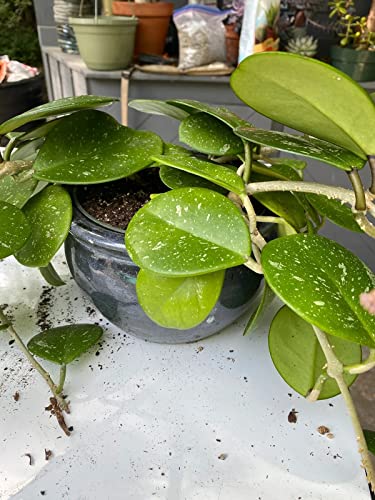 Premium Potting Mix for Hoya Plants - Promote Strong Root Systems and Optimum Nutrient Uptake - 1 Quart - view 3