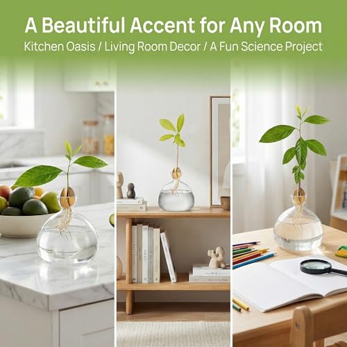 Avocado Seed Starter Vase Planter, Clear Avocado Tree Growing Kit Pot, Medium Avocado Vase Grow Glass Plant Pot Gift for Indoor Outdoor (Pack of 2) - view 6