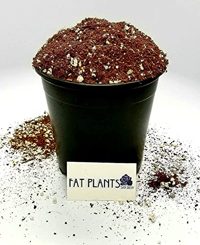Premium Cacti and Succulent Potting Mix Soil - for Cactus Palm Tree Citrus Plant Grown in Gardening Containers - Indoors & Outdoors Use - with Natural Food/Fertilizer - view 3
