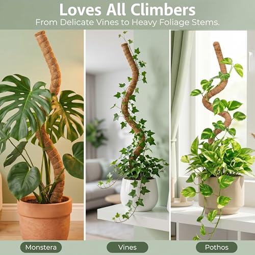 30 Inches Bendable 2 Pack Moss Pole Monstera Plant Support Stakes - Moss Poles for Climbing Plants, Plant Stakes for Indoor Plants - Coco Coir Pole Moss Stick for Monstera, Pothos. - view 6