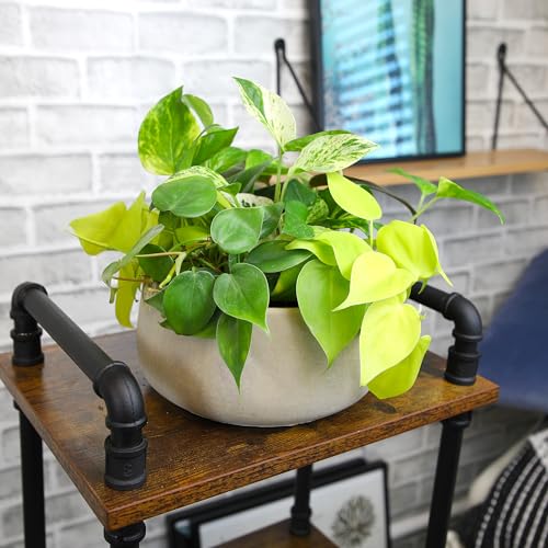 Pothos & Philodendron 6PK, Easy Plant Care, 2 in. Pots, Small House Plants - view 4